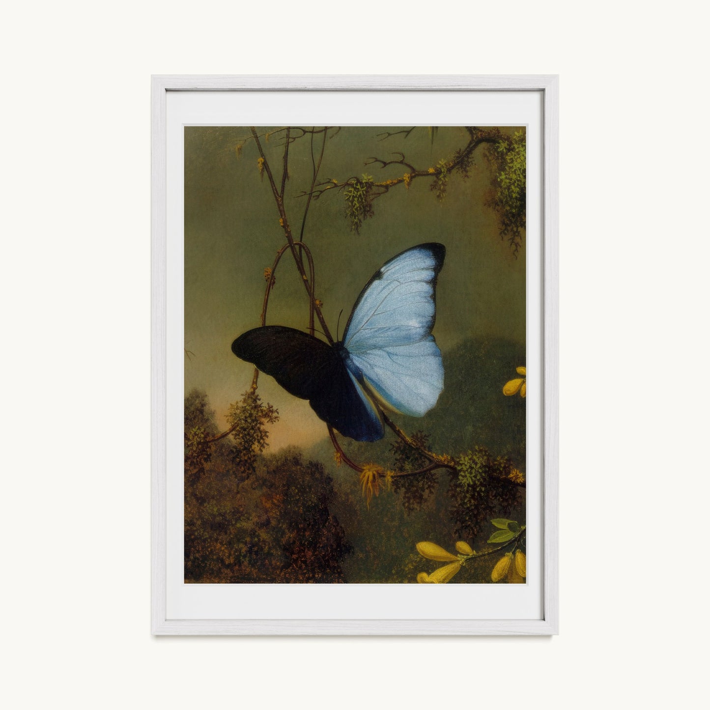 Blue Morpho Butterfly