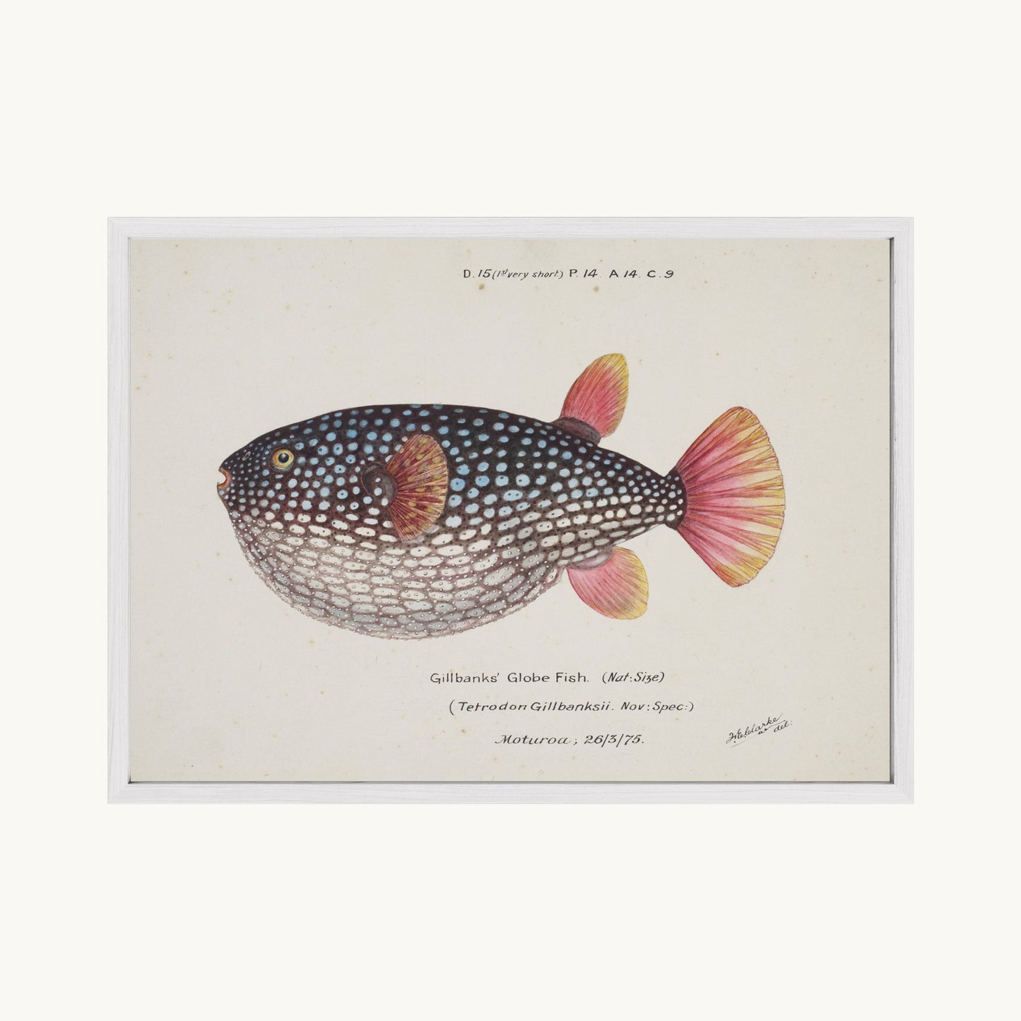 Arothron gillbanksii (Gillbanks' Globe Fish)