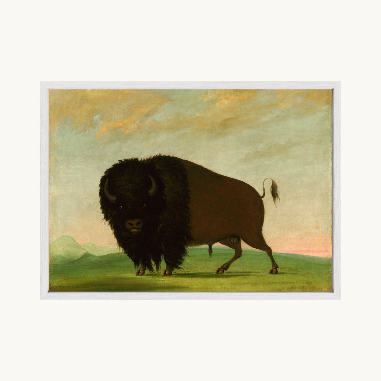 Buffalo Bull, Grazing on the Prairie