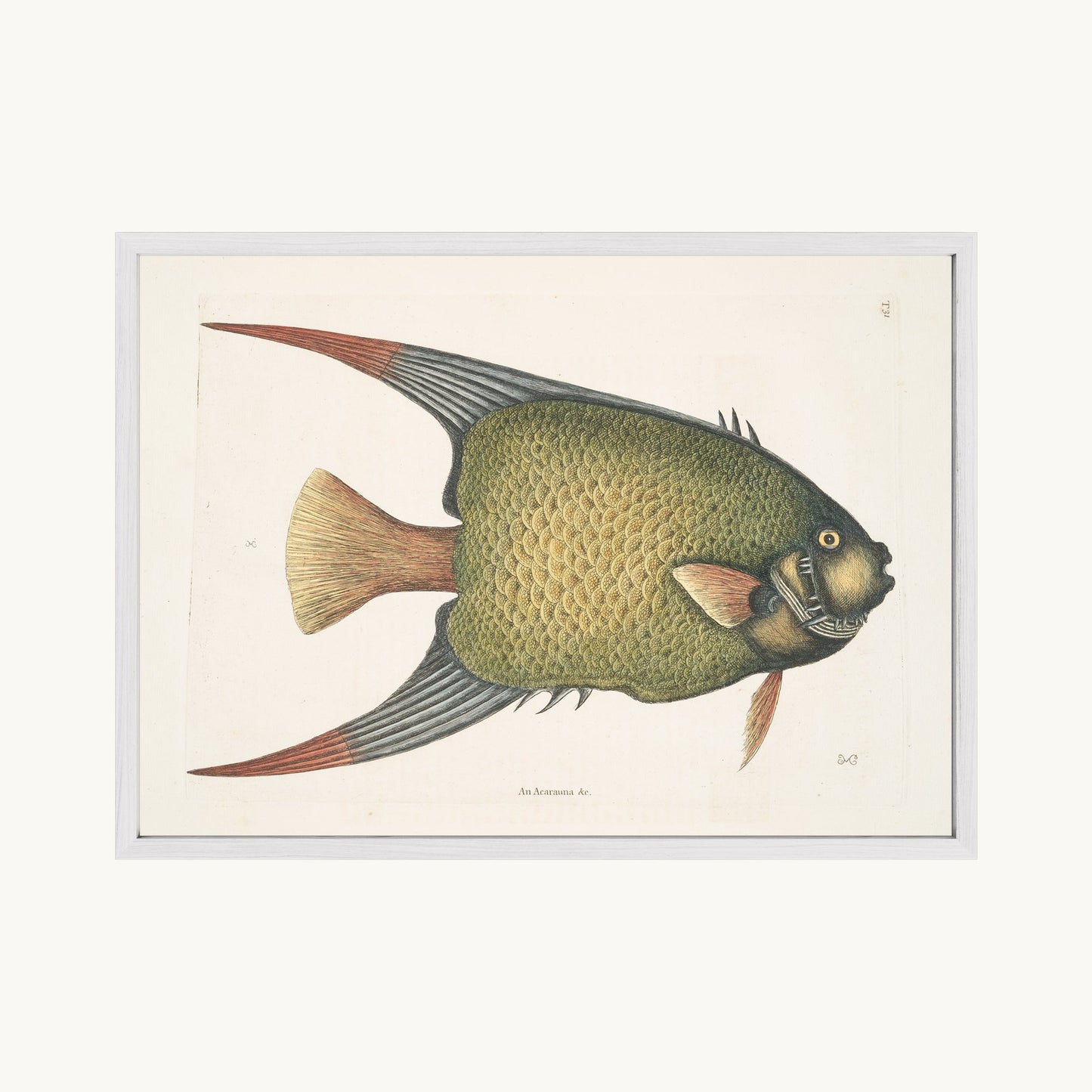 An Acarauna