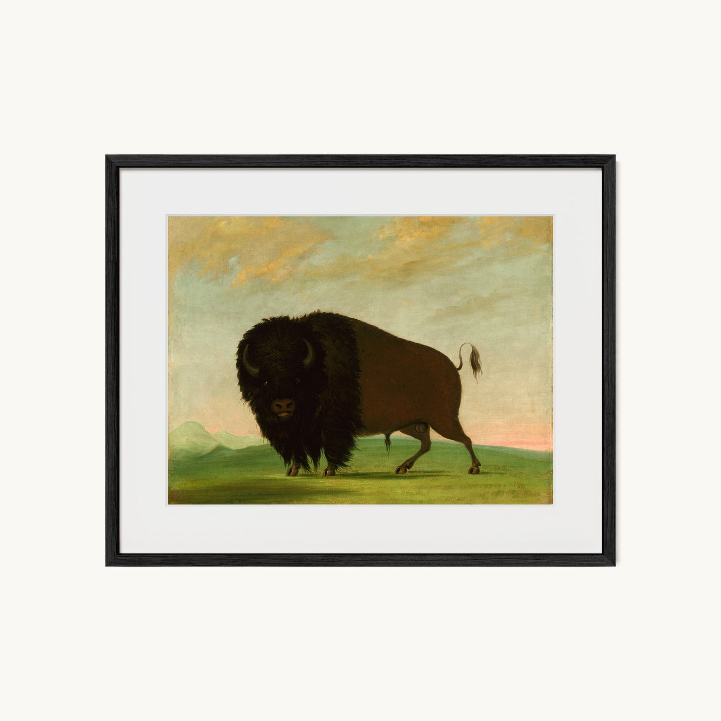 Buffalo Bull, Grazing on the Prairie