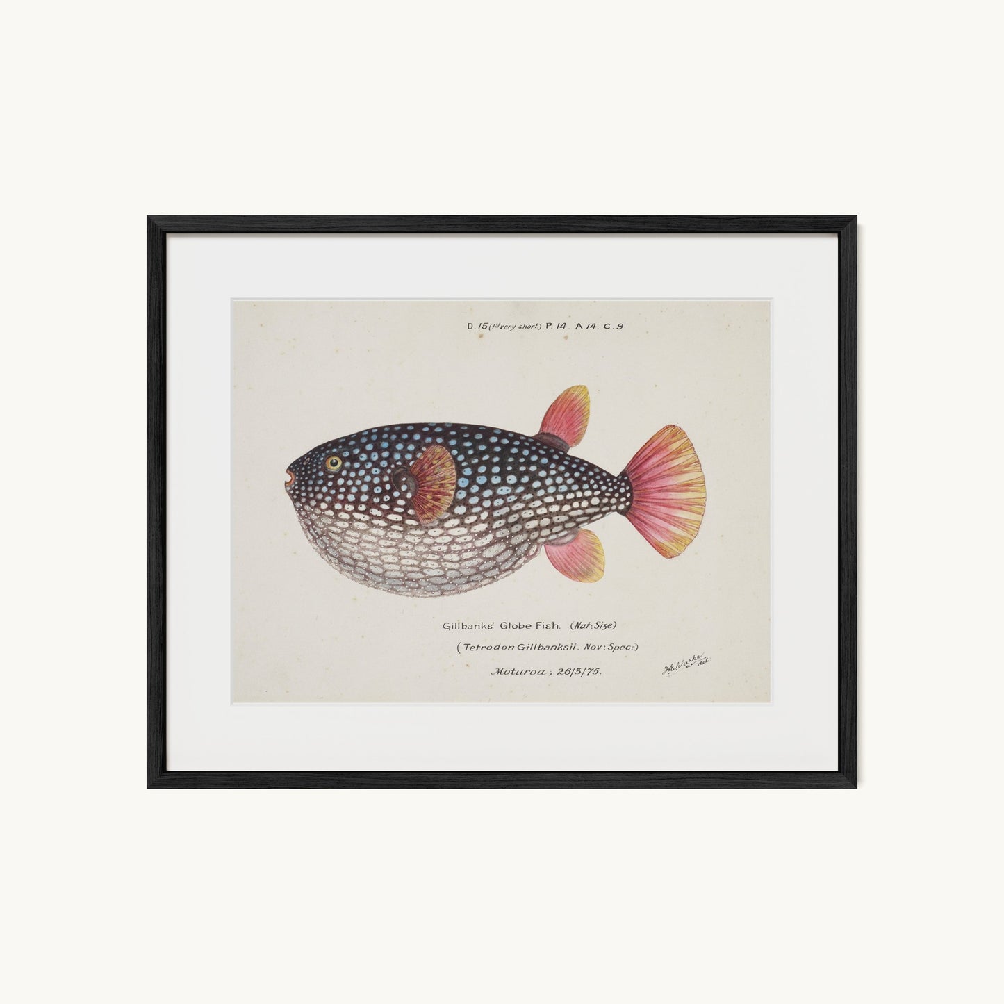 Arothron gillbanksii (Gillbanks' Globe Fish)