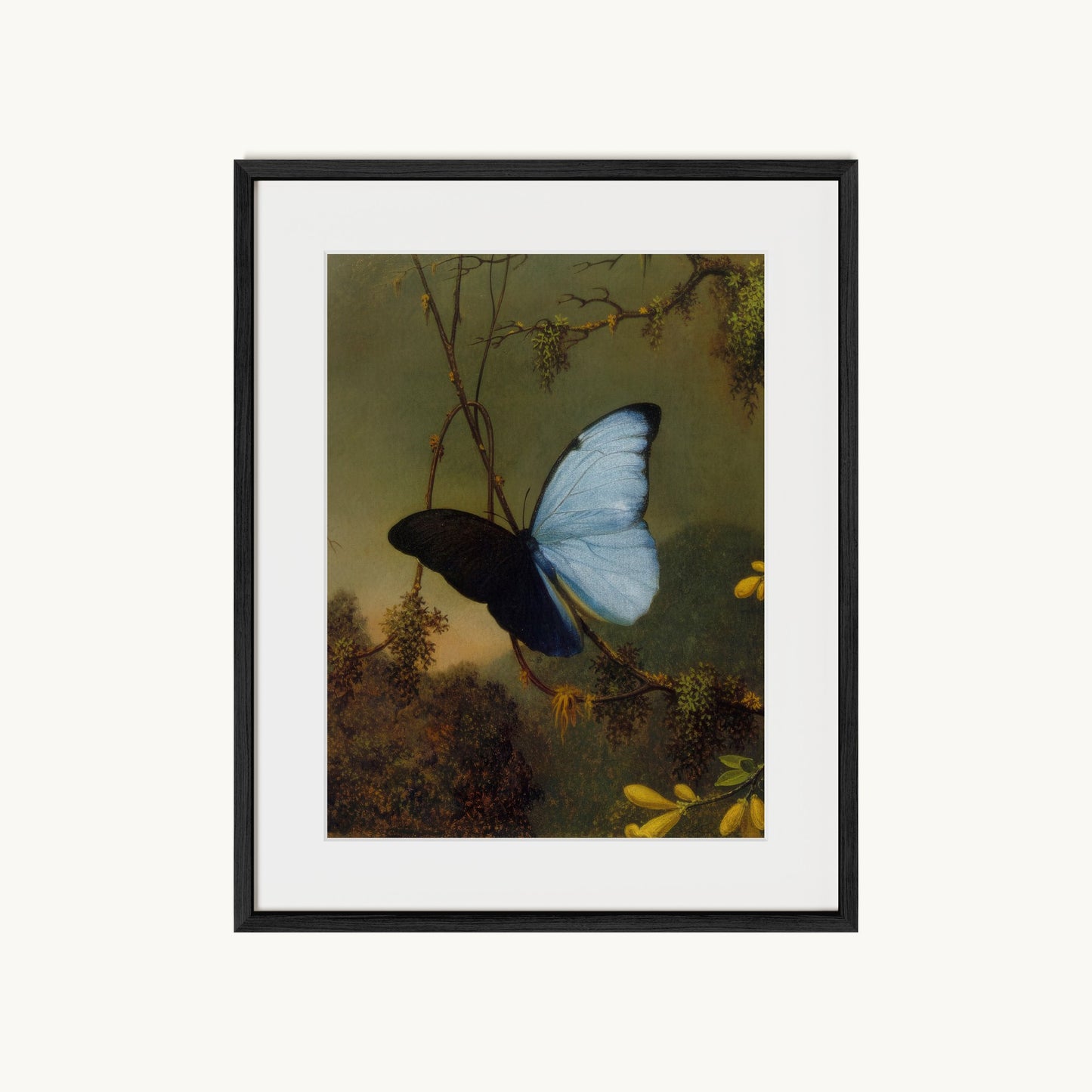 Blue Morpho Butterfly