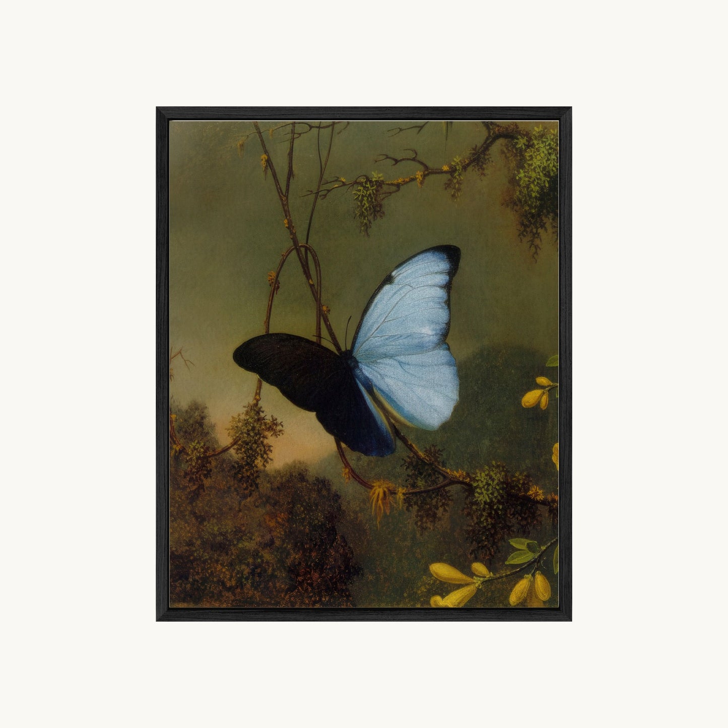 Blue Morpho Butterfly
