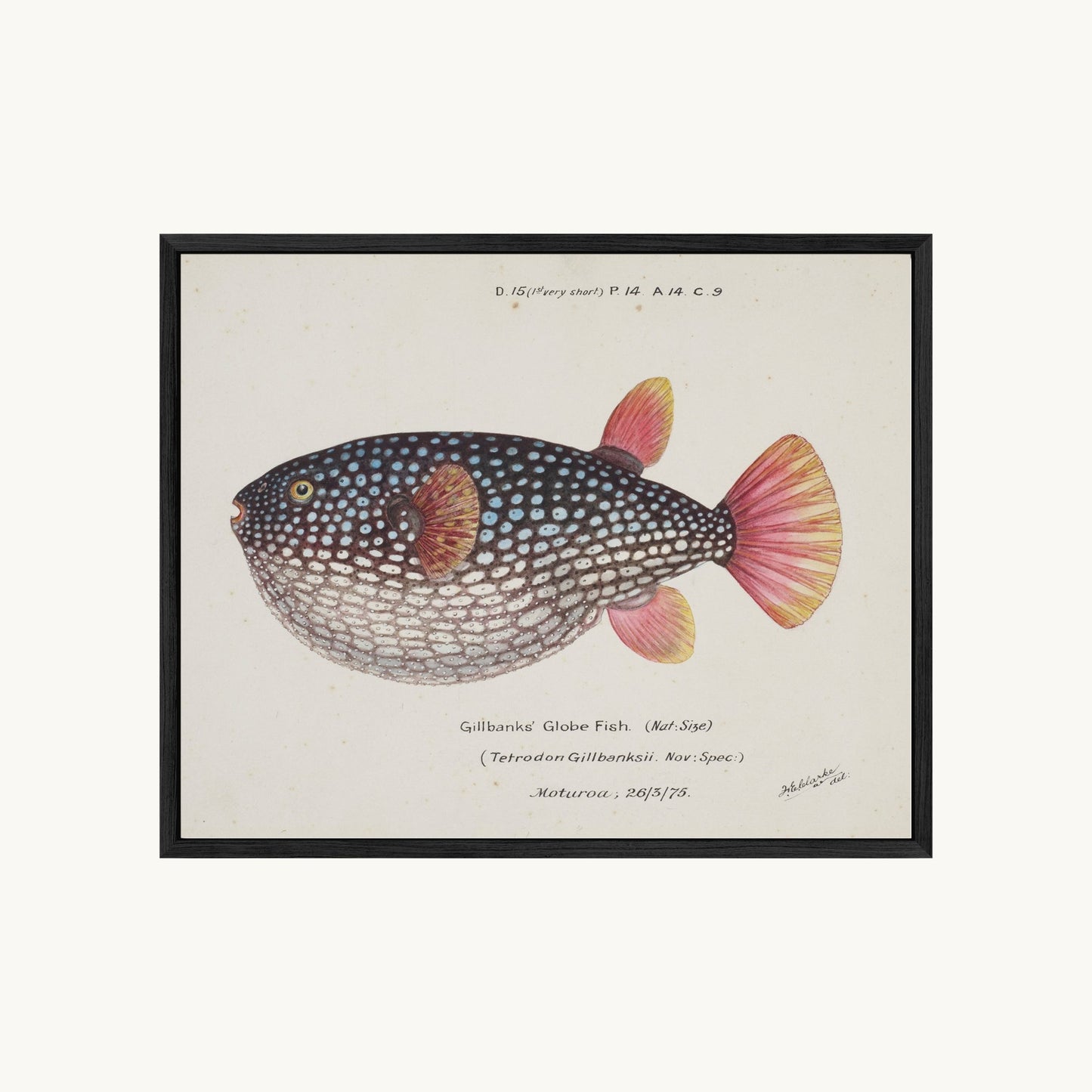 Arothron gillbanksii (Gillbanks' Globe Fish)