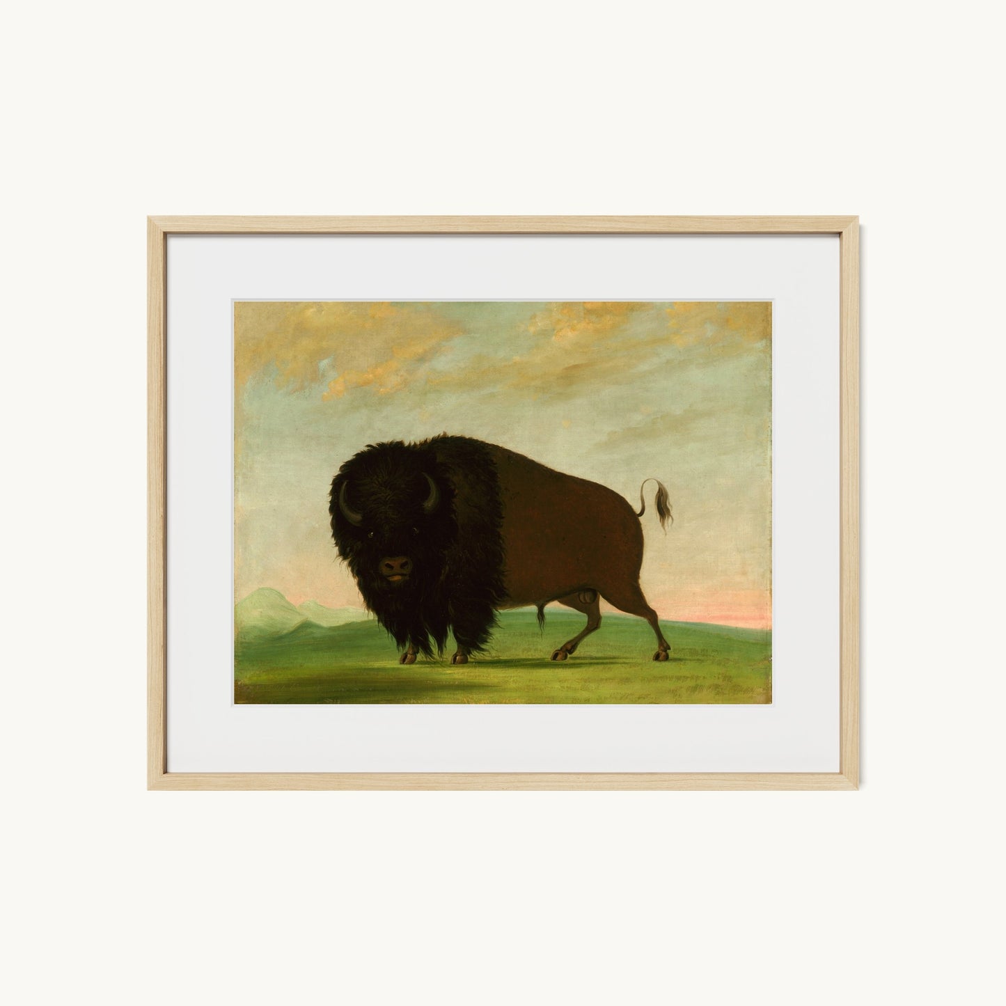 Buffalo Bull, Grazing on the Prairie