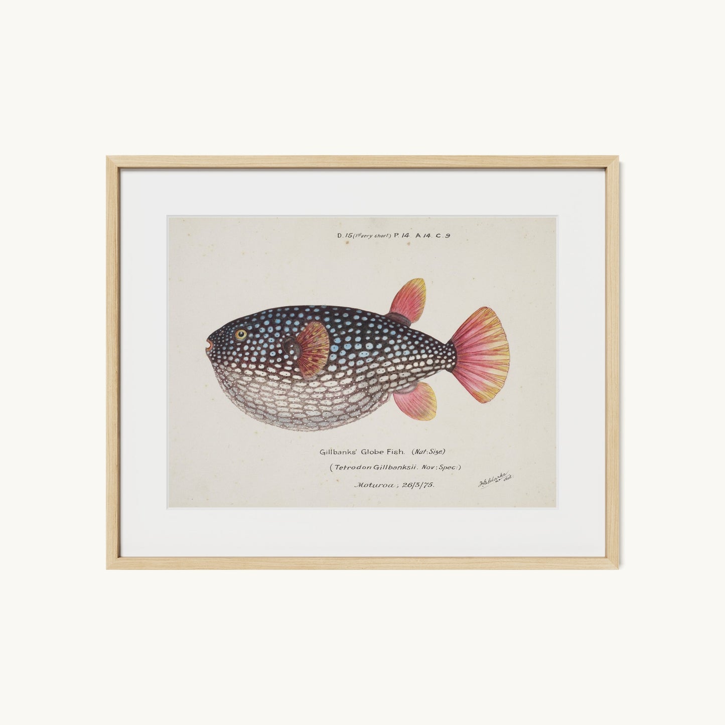 Arothron gillbanksii (Gillbanks' Globe Fish)