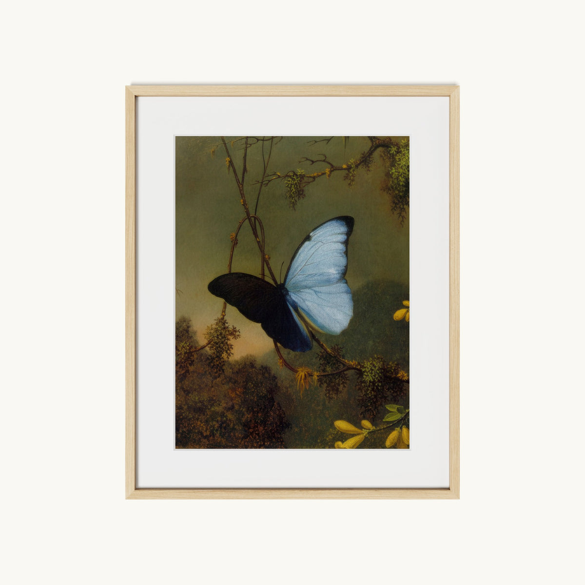 Blue Morpho Butterfly