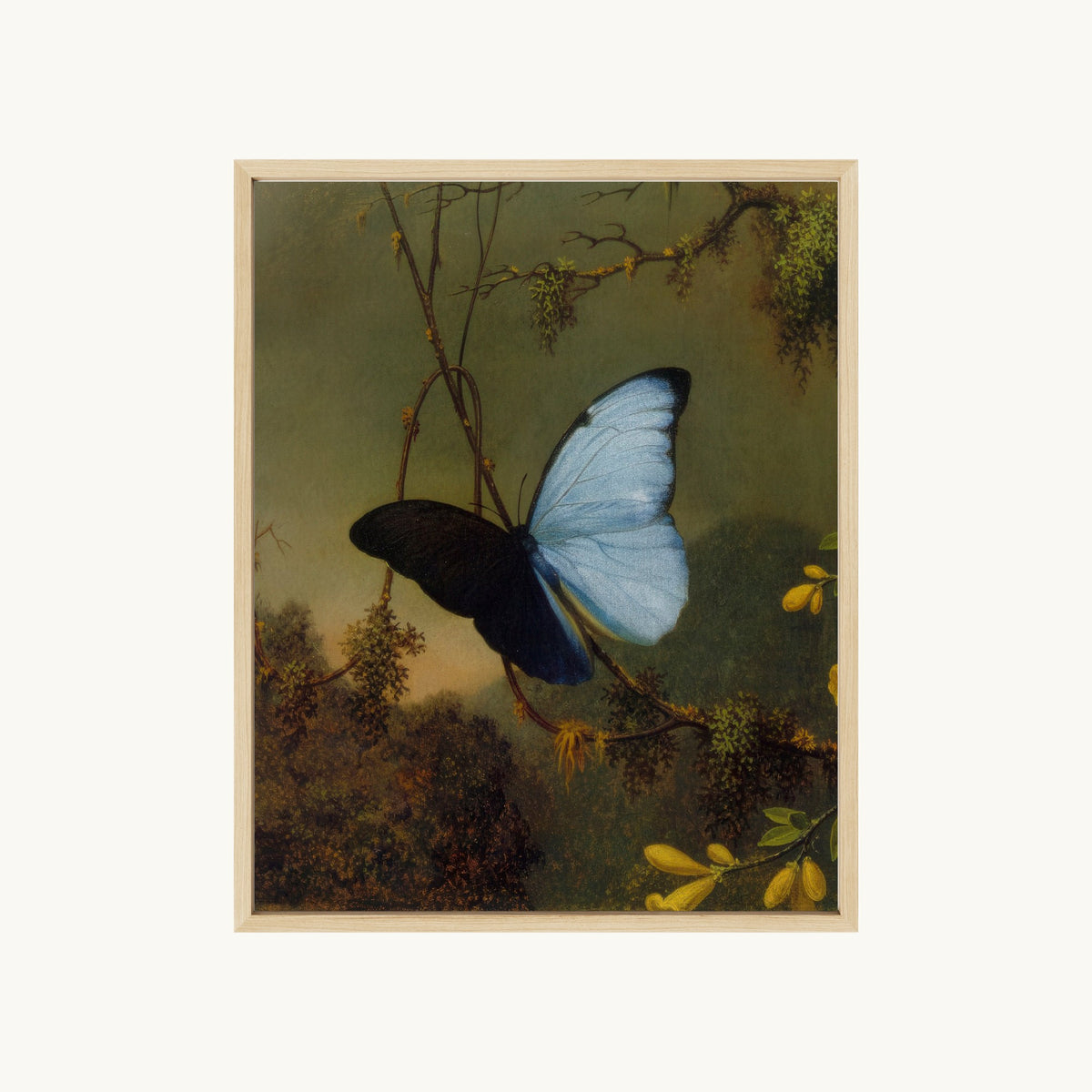 Blue Morpho Butterfly