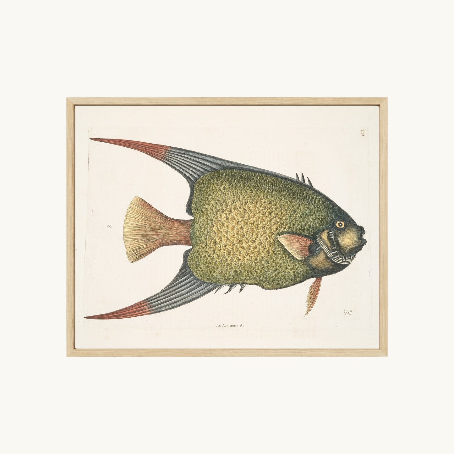 An Acarauna