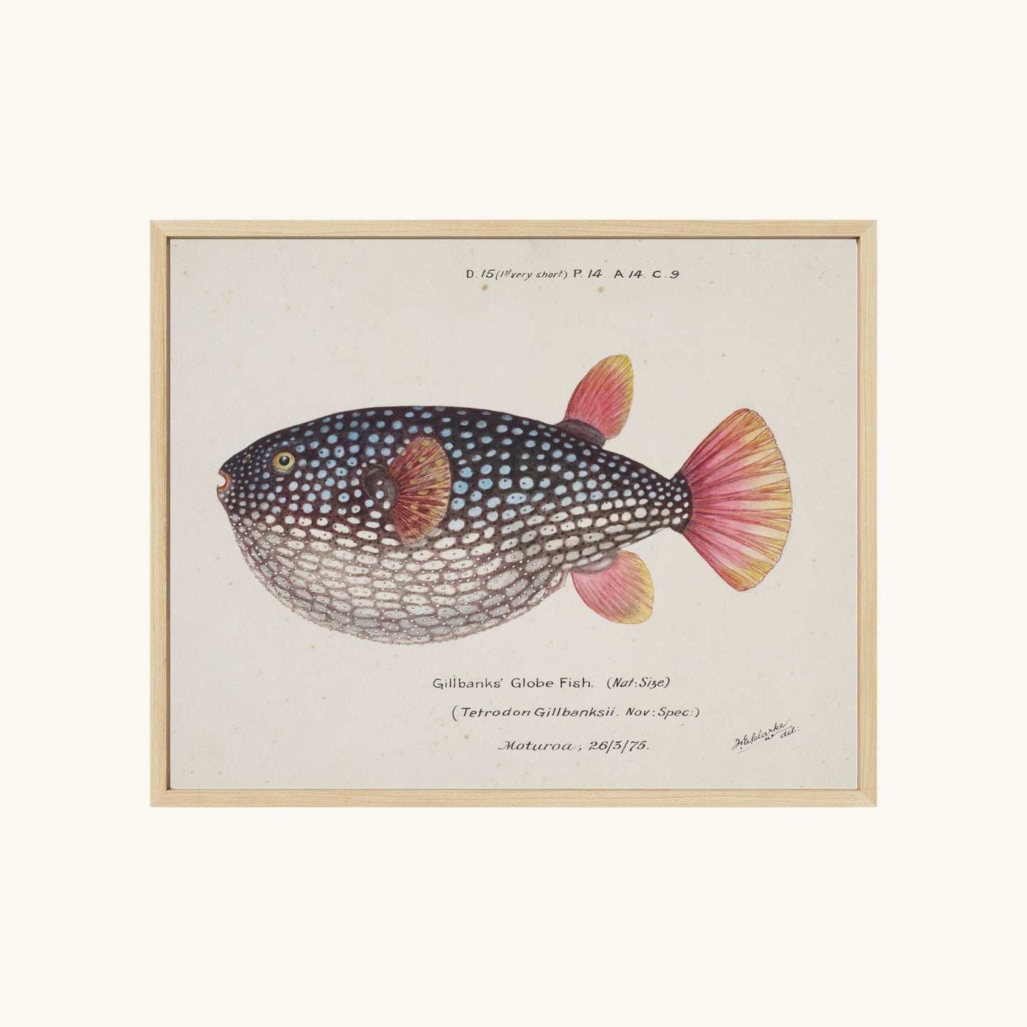 Arothron gillbanksii (Gillbanks' Globe Fish)