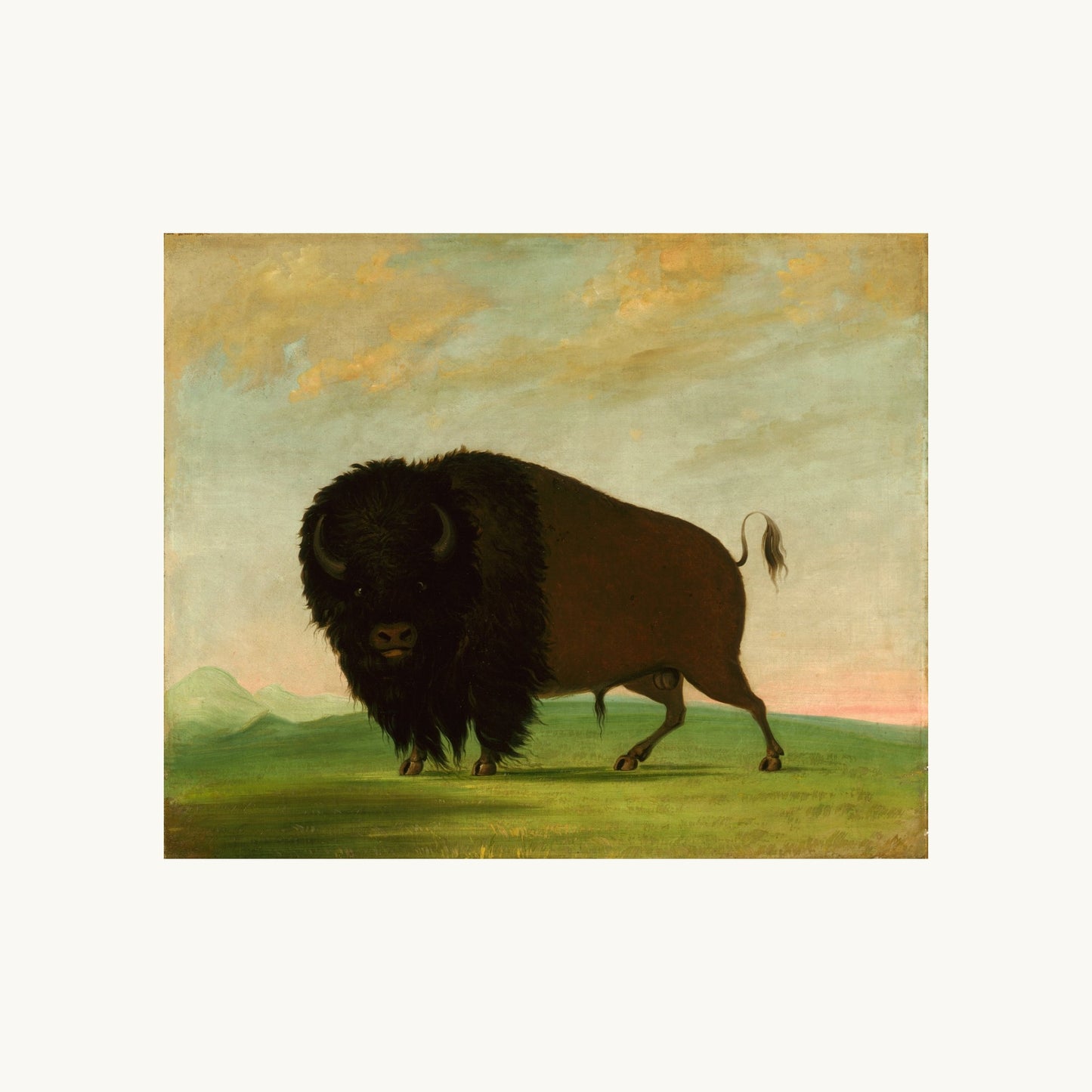 Buffalo Bull, Grazing on the Prairie
