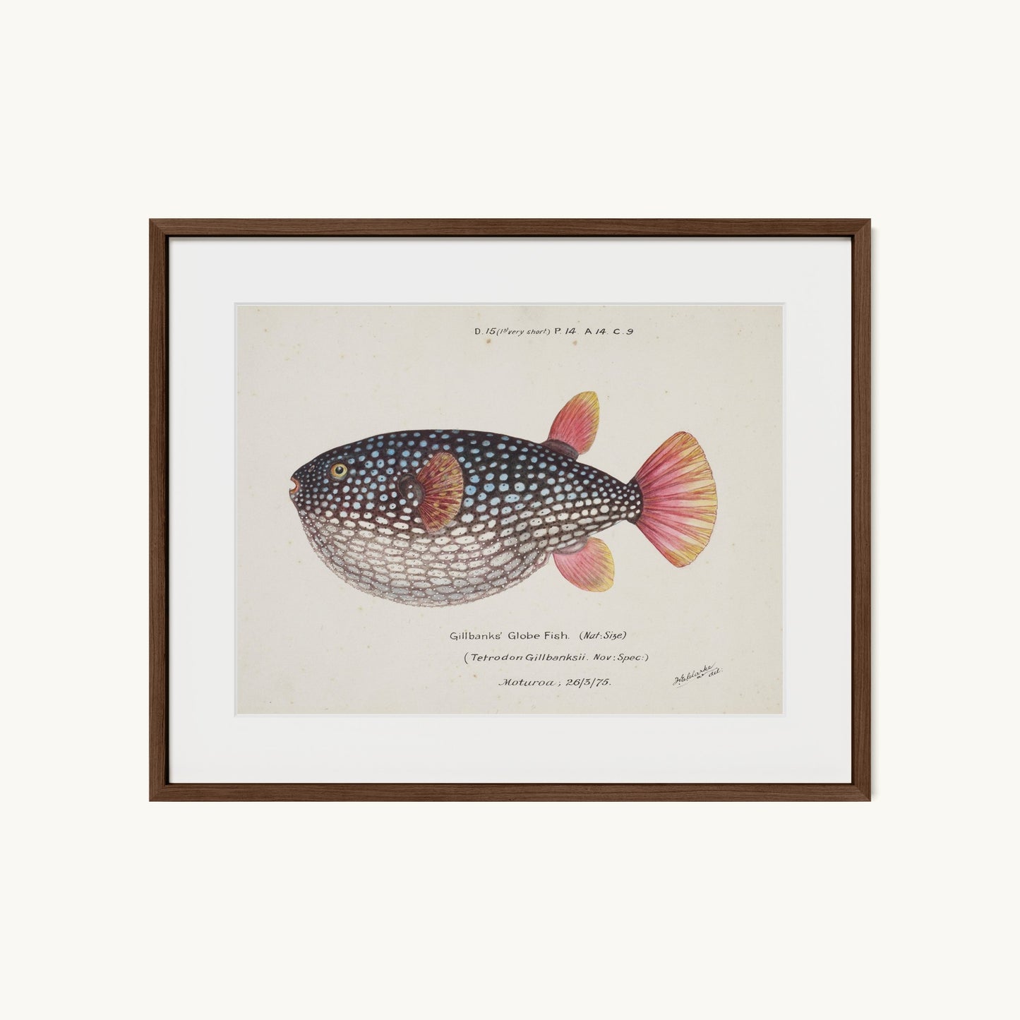 Arothron gillbanksii (Gillbanks' Globe Fish)