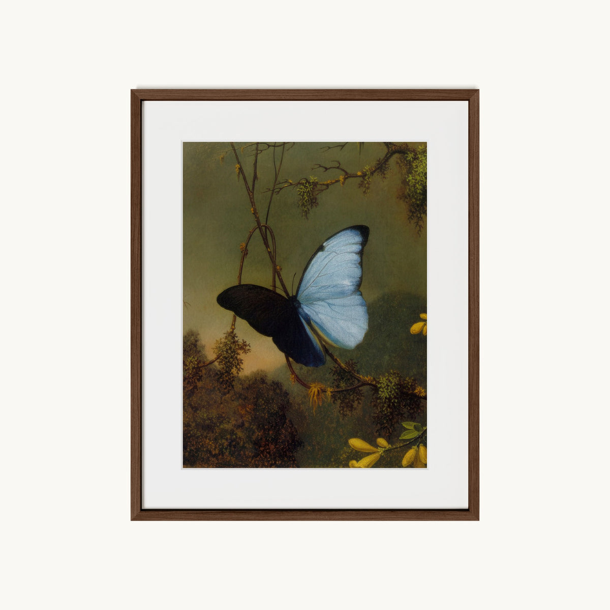 Blue Morpho Butterfly