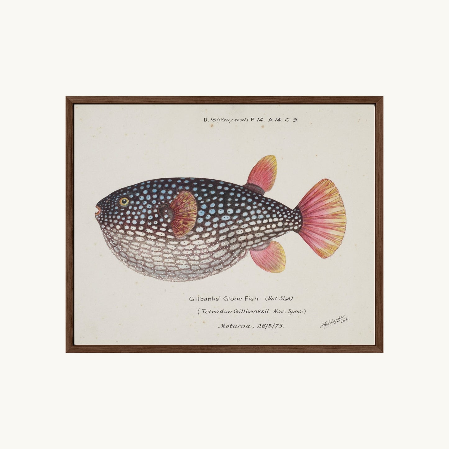 Arothron gillbanksii (Gillbanks' Globe Fish)