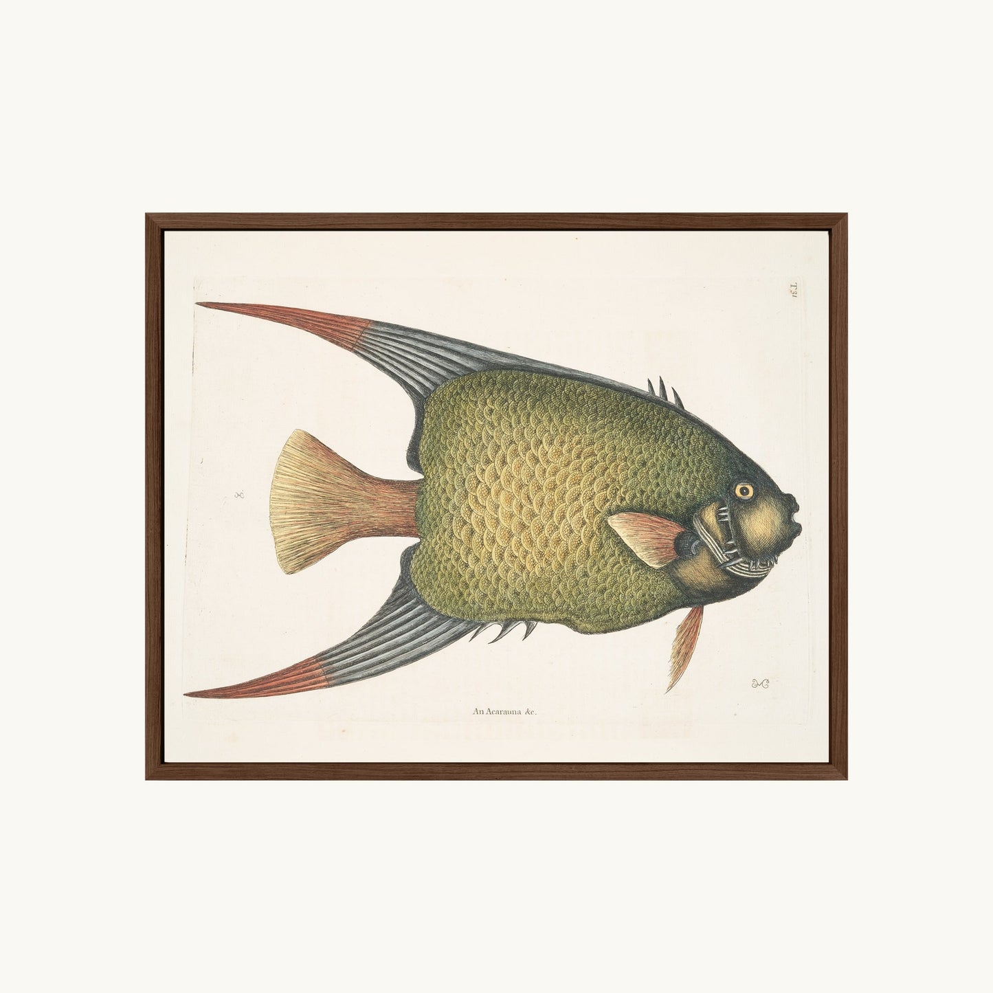 An Acarauna