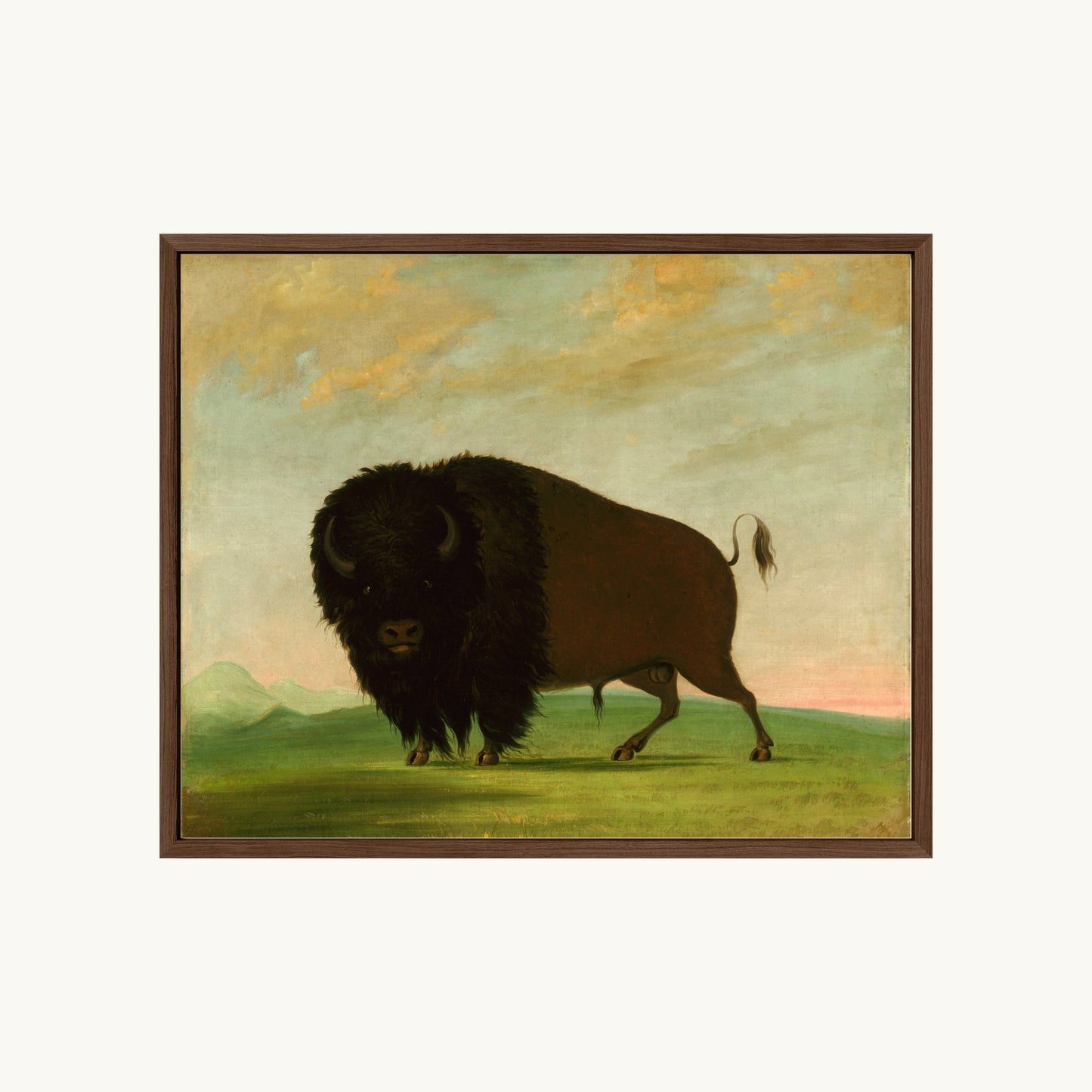 Buffalo Bull, Grazing on the Prairie