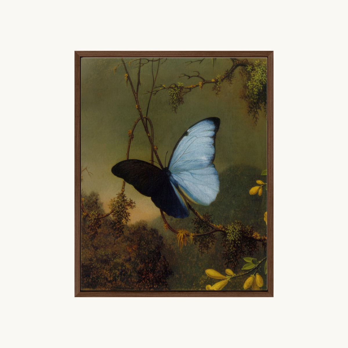 Blue Morpho Butterfly