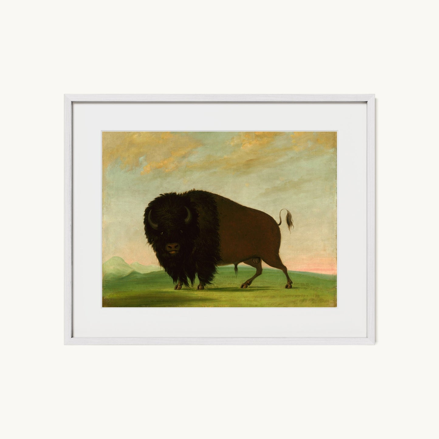 Buffalo Bull, Grazing on the Prairie
