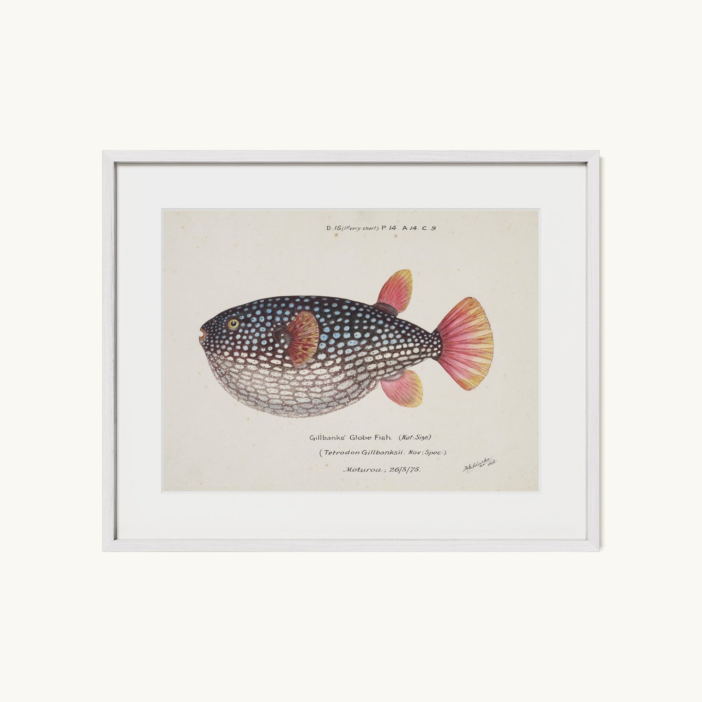 Arothron gillbanksii (Gillbanks' Globe Fish)