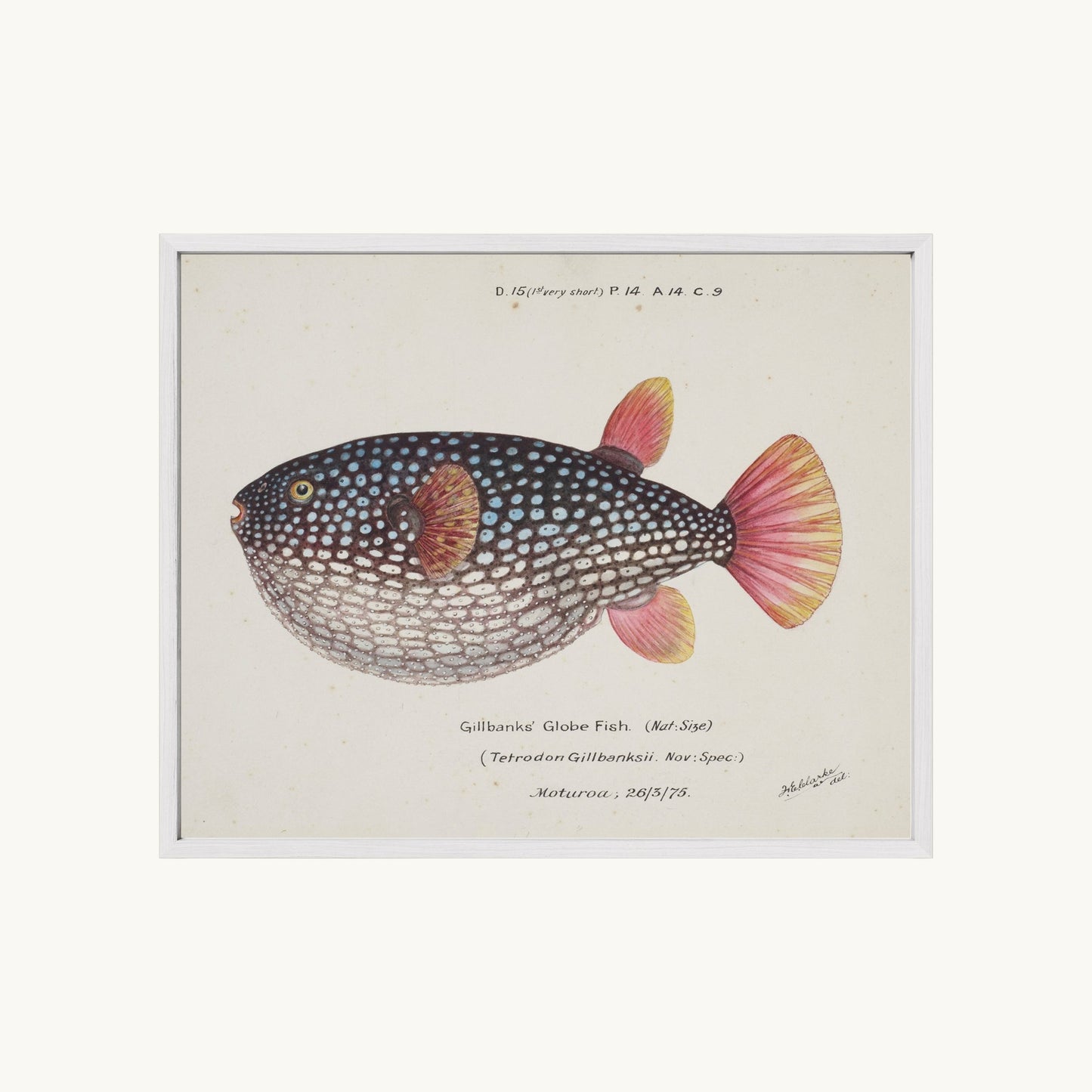 Arothron gillbanksii (Gillbanks' Globe Fish)