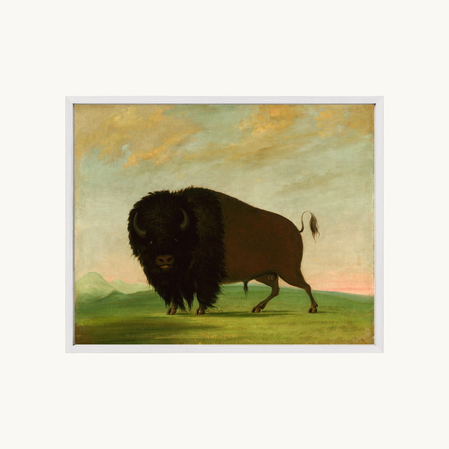 Buffalo Bull, Grazing on the Prairie