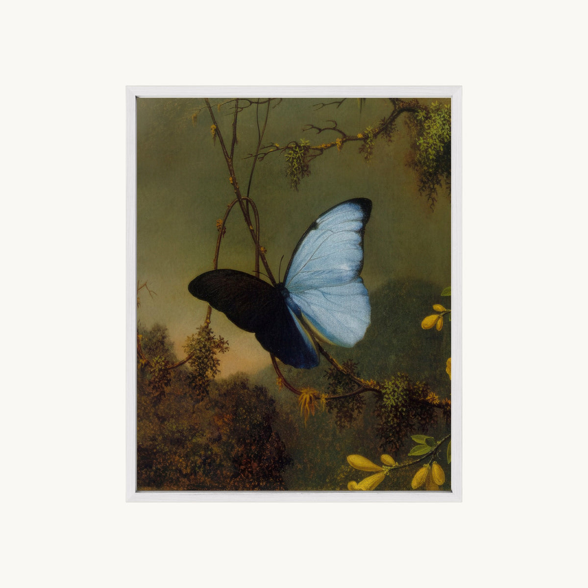 Blue Morpho Butterfly