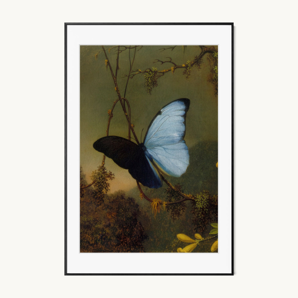 Blue Morpho Butterfly