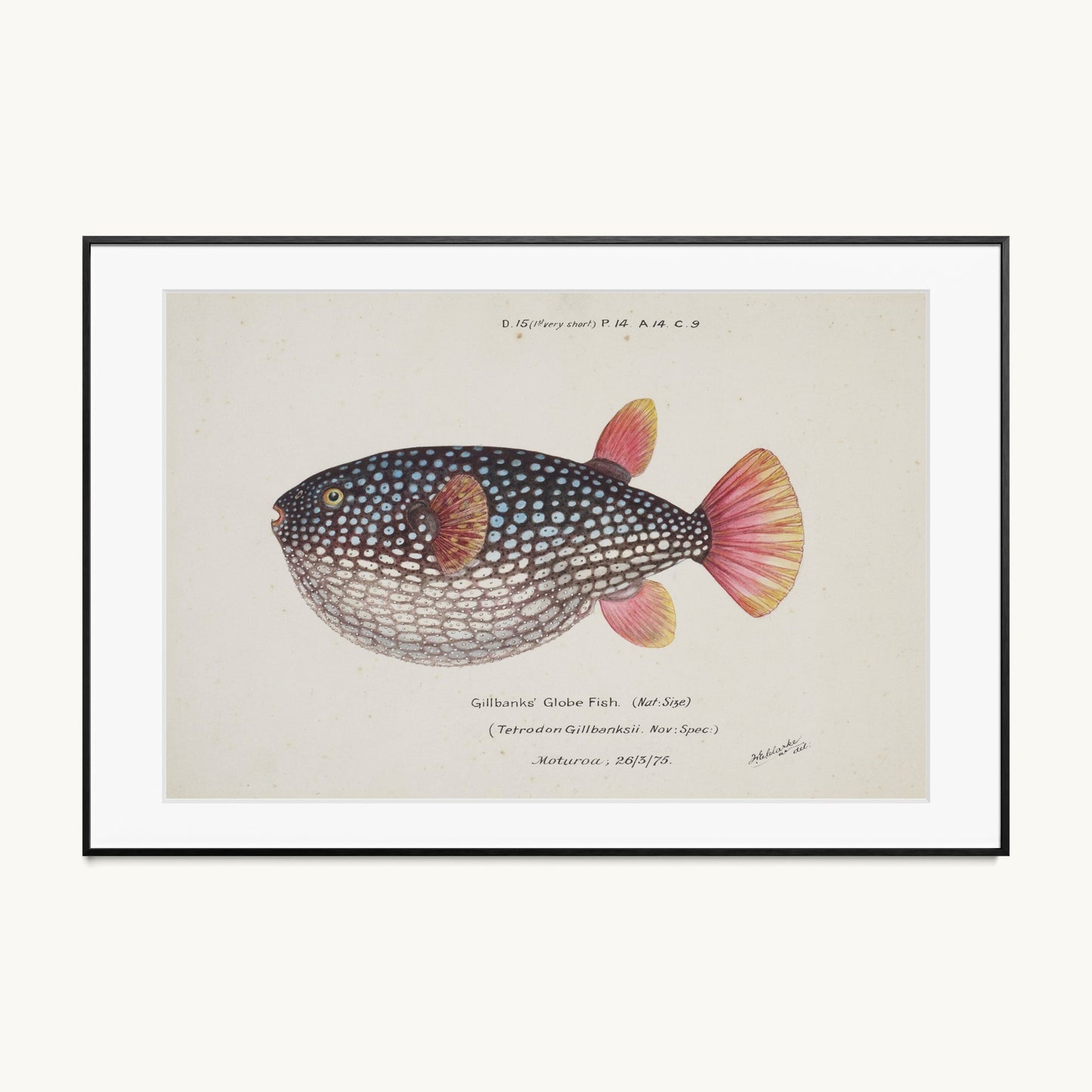 Arothron gillbanksii (Gillbanks' Globe Fish)