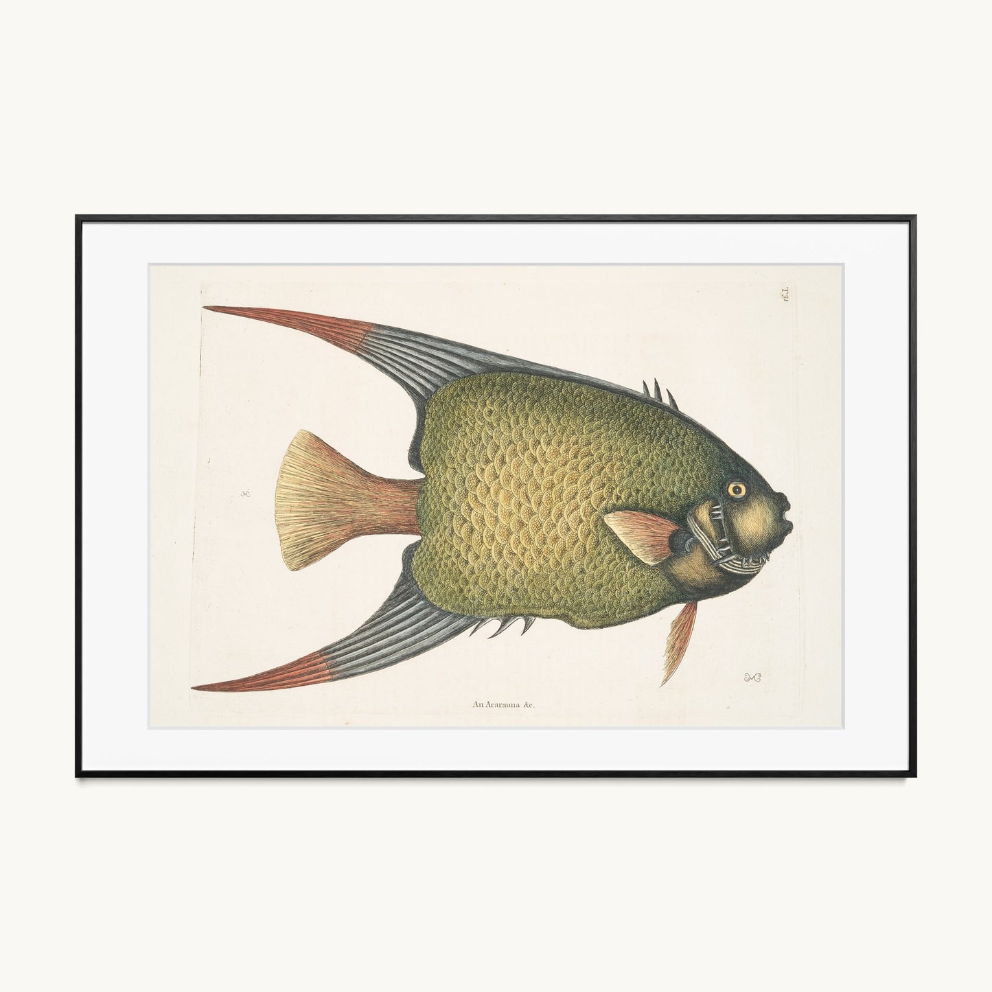 An Acarauna