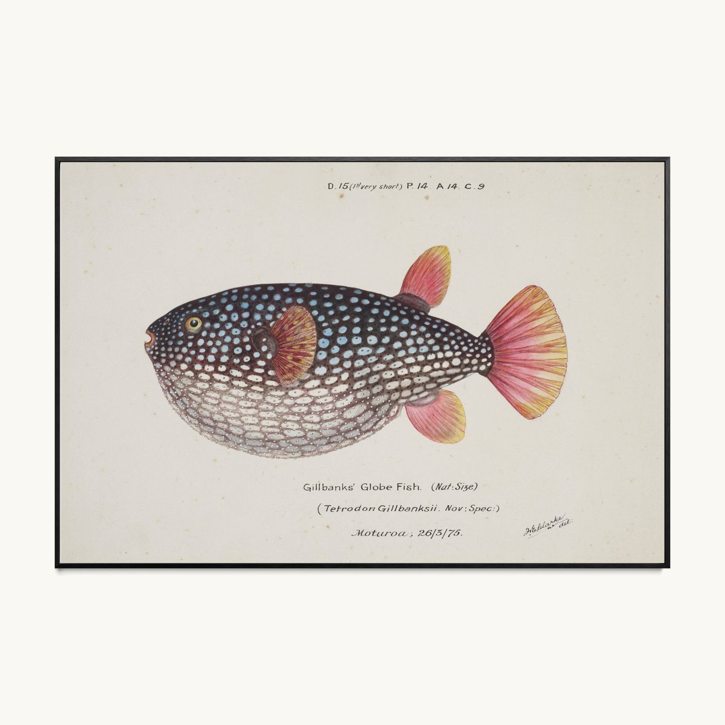 Arothron gillbanksii (Gillbanks' Globe Fish)