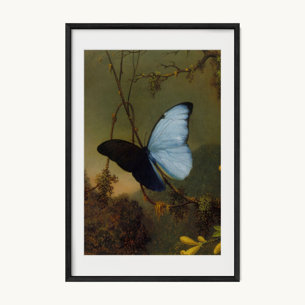 Blue Morpho Butterfly