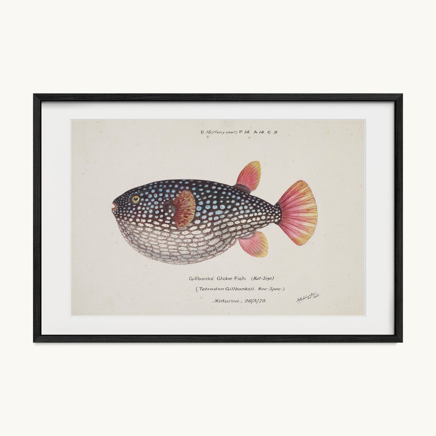 Arothron gillbanksii (Gillbanks' Globe Fish)