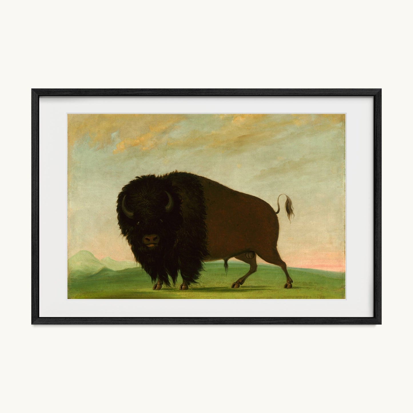 Buffalo Bull, Grazing on the Prairie