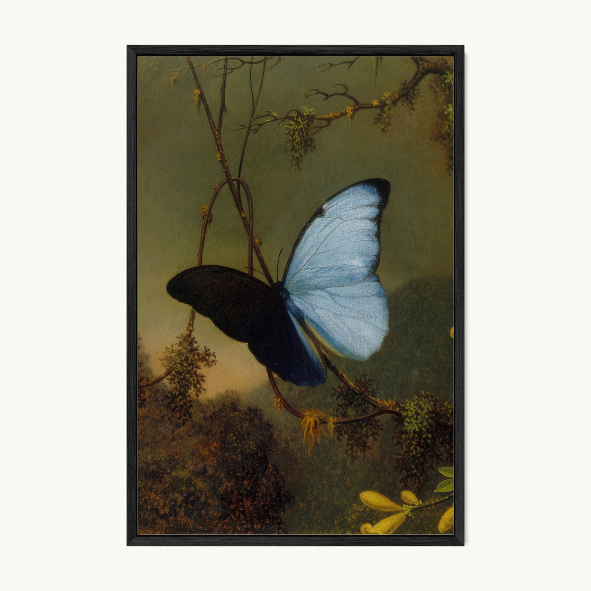 Blue Morpho Butterfly