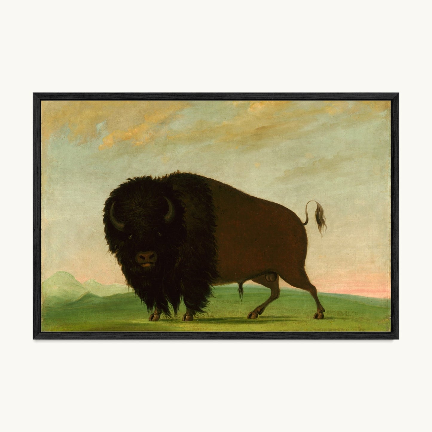 Buffalo Bull, Grazing on the Prairie