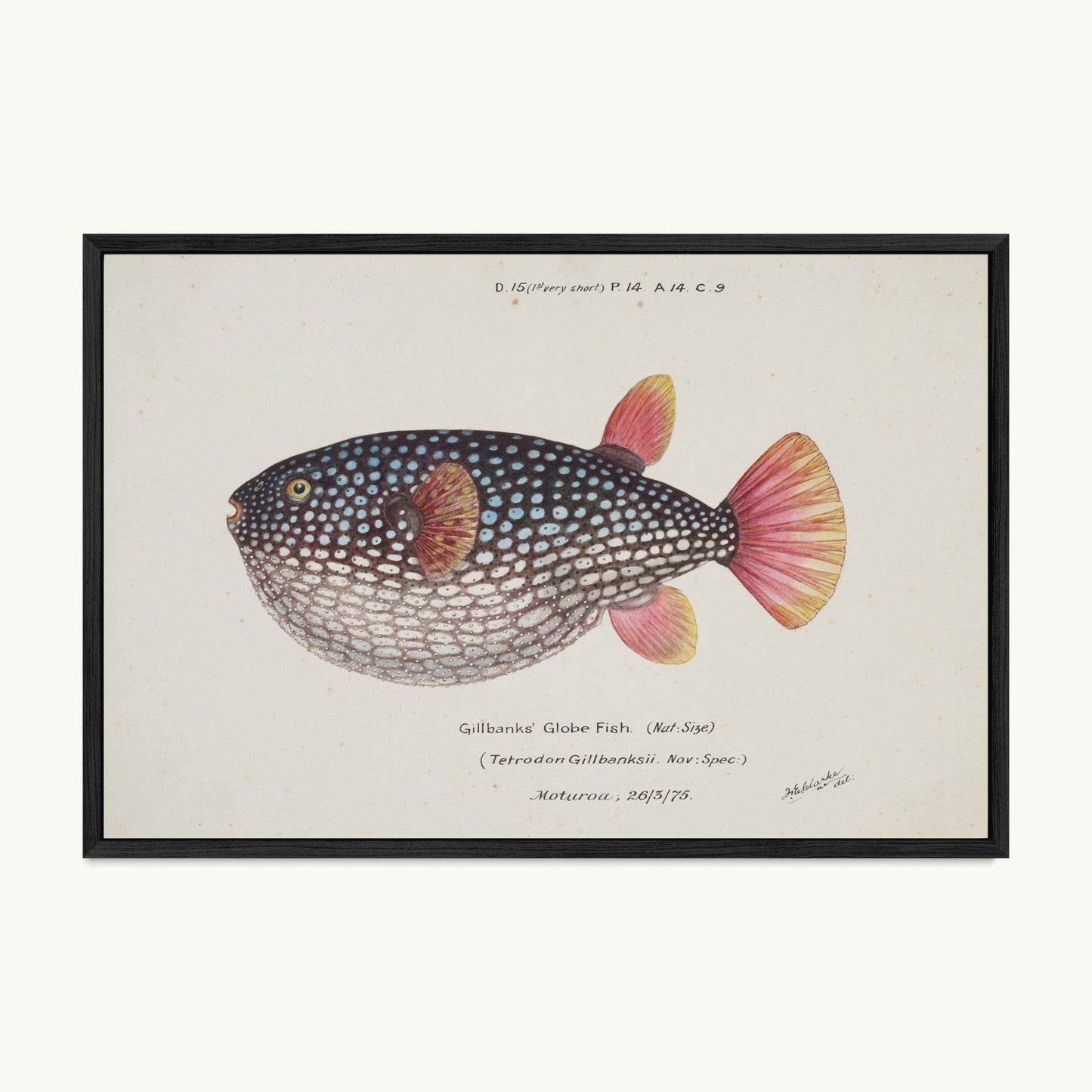 Arothron gillbanksii (Gillbanks' Globe Fish)