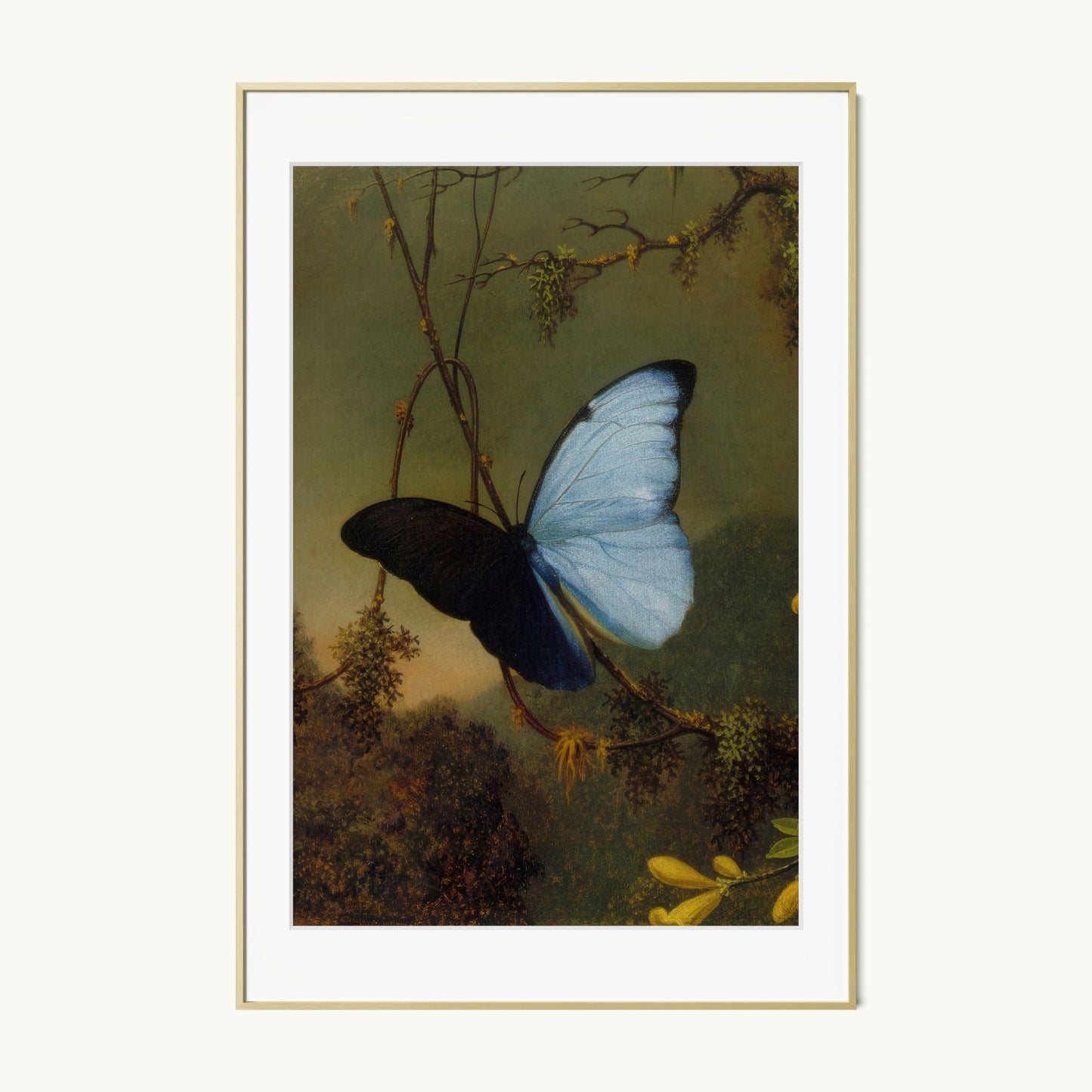 Blue Morpho Butterfly