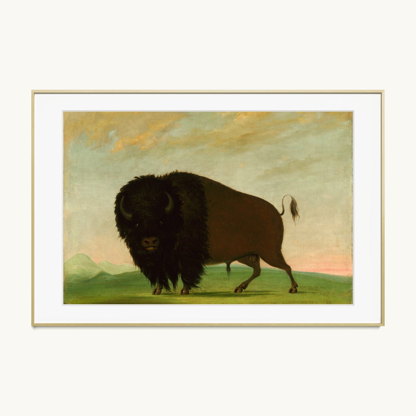 Buffalo Bull, Grazing on the Prairie