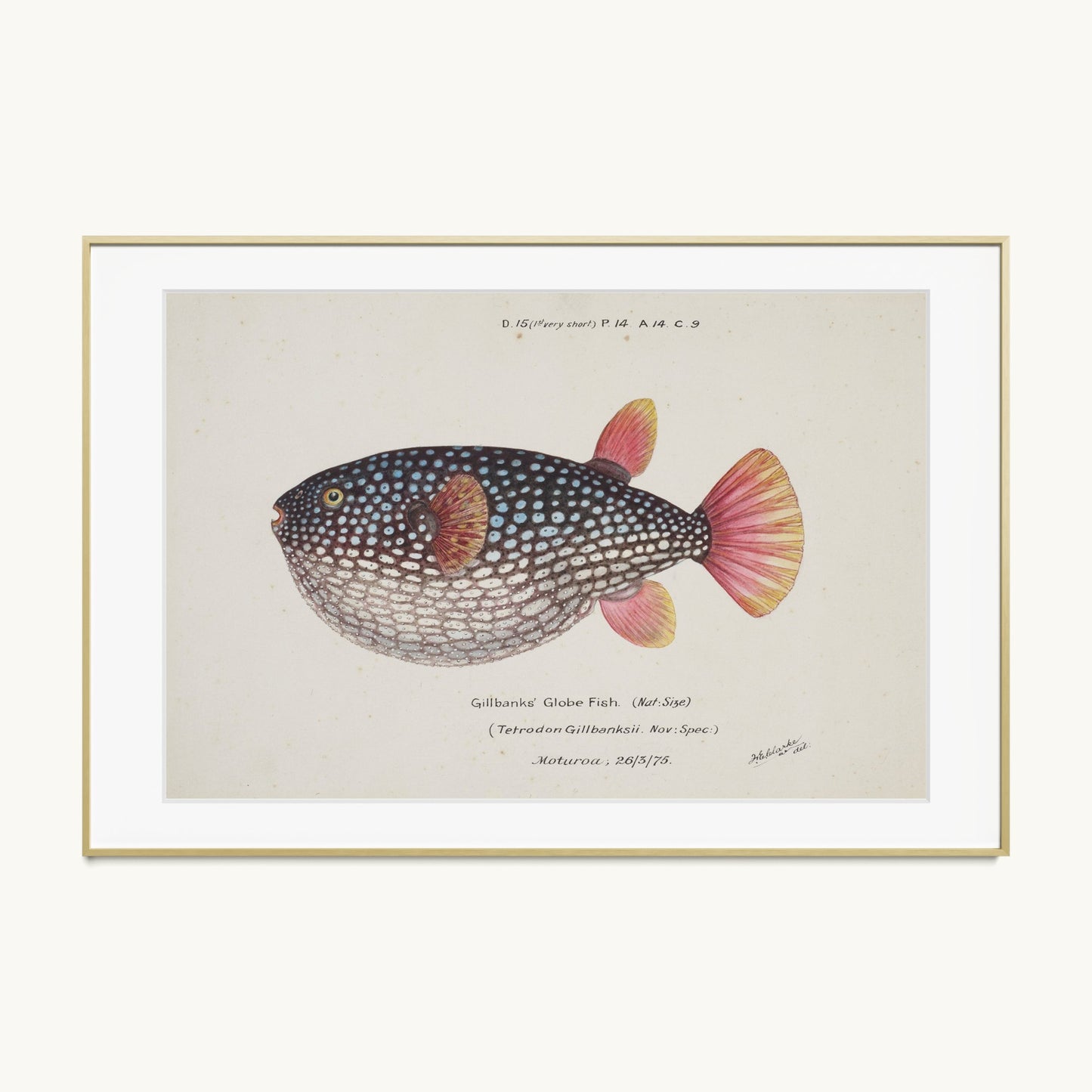 Arothron gillbanksii (Gillbanks' Globe Fish)