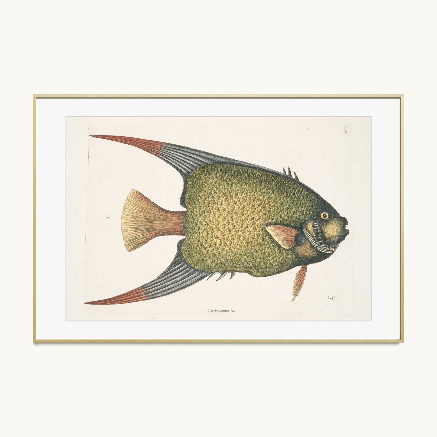 An Acarauna