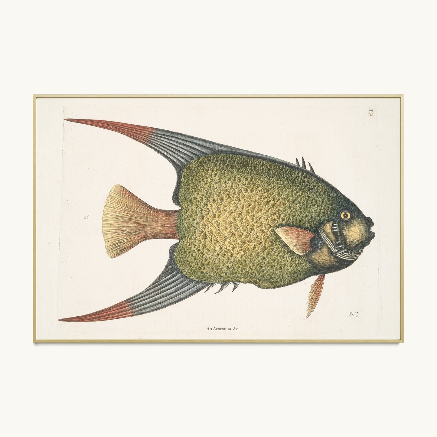 An Acarauna