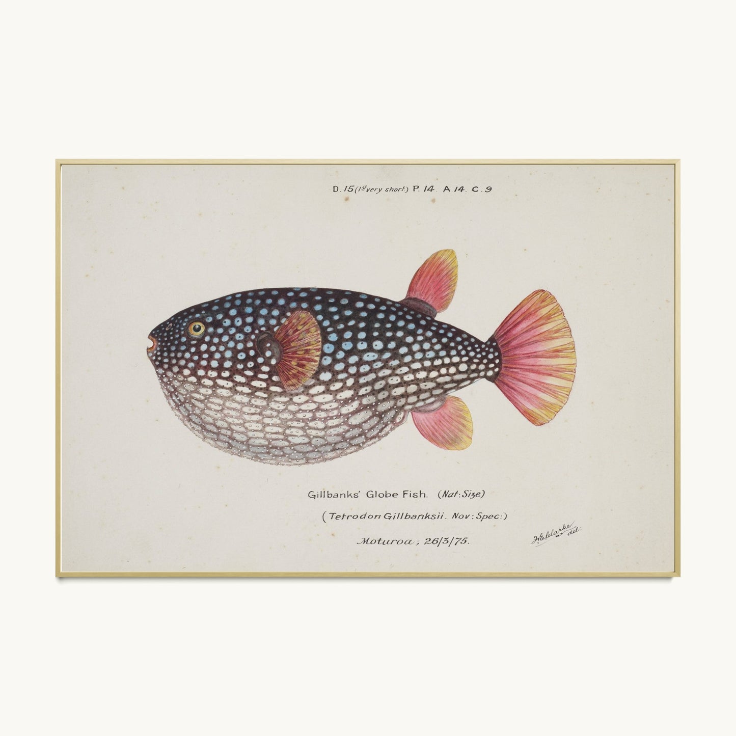 Arothron gillbanksii (Gillbanks' Globe Fish)