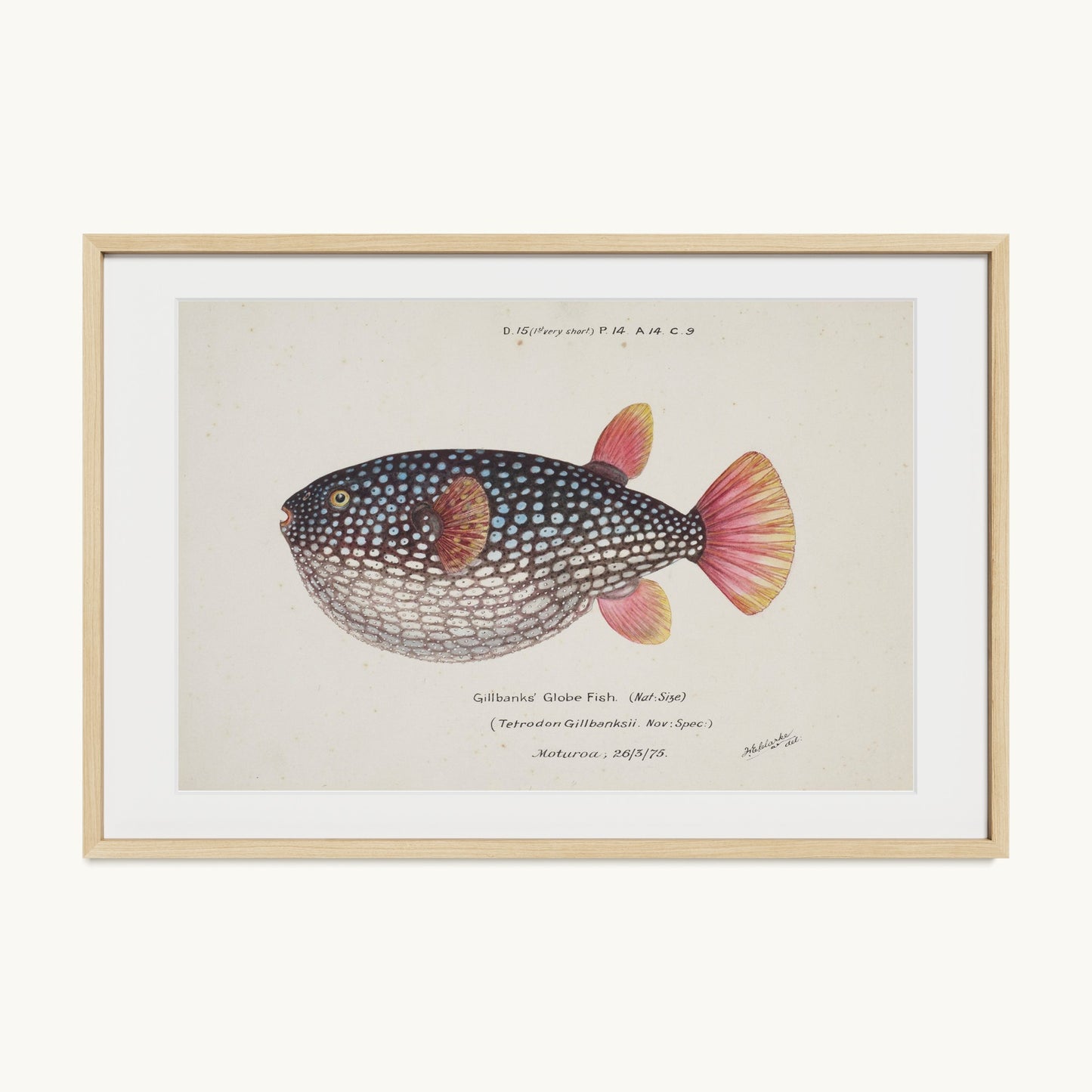 Arothron gillbanksii (Gillbanks' Globe Fish)
