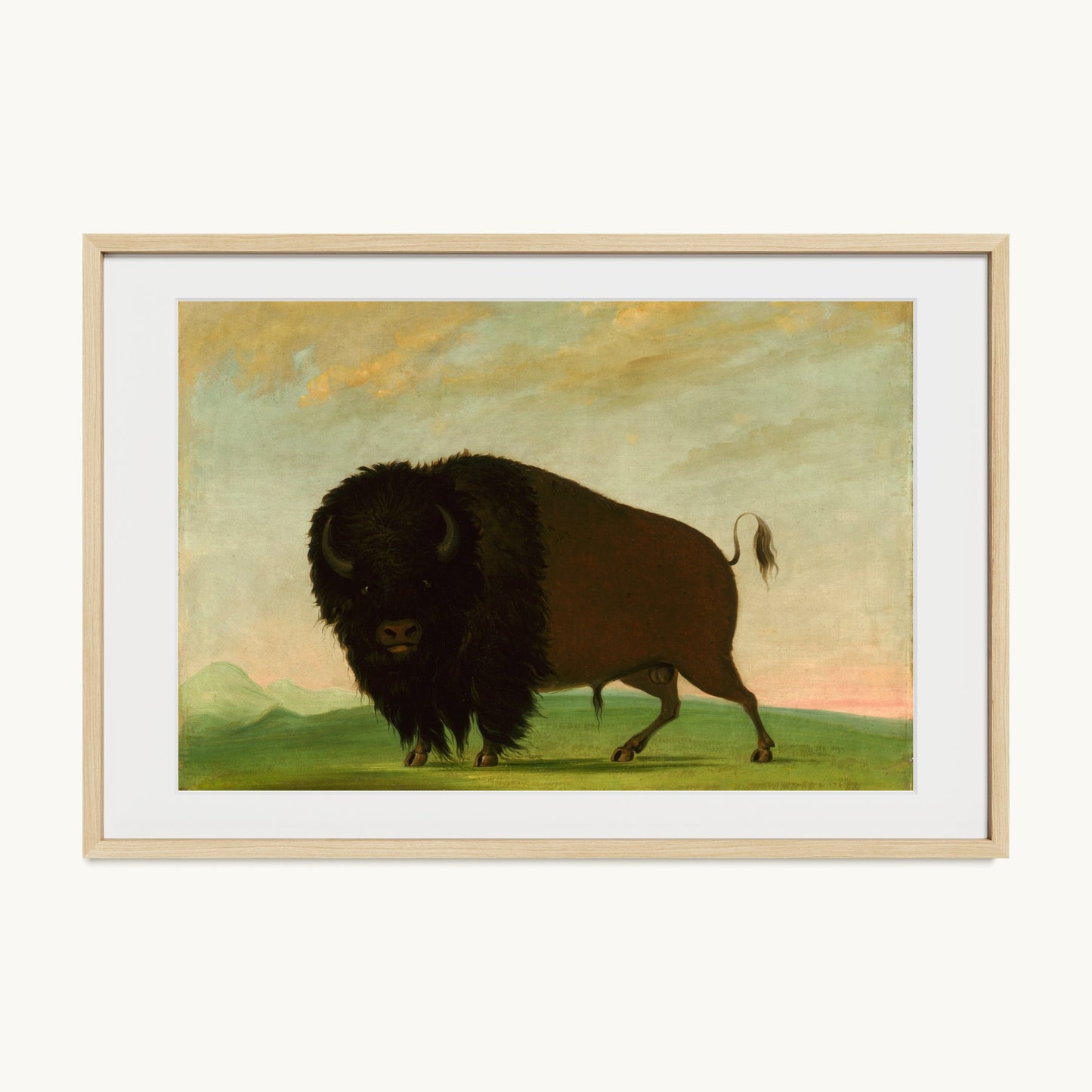 Buffalo Bull, Grazing on the Prairie