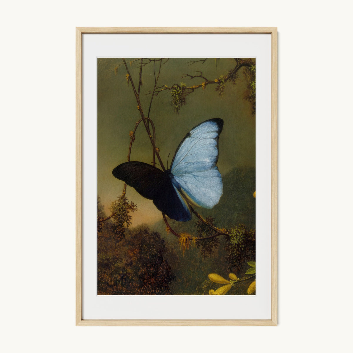 Blue Morpho Butterfly