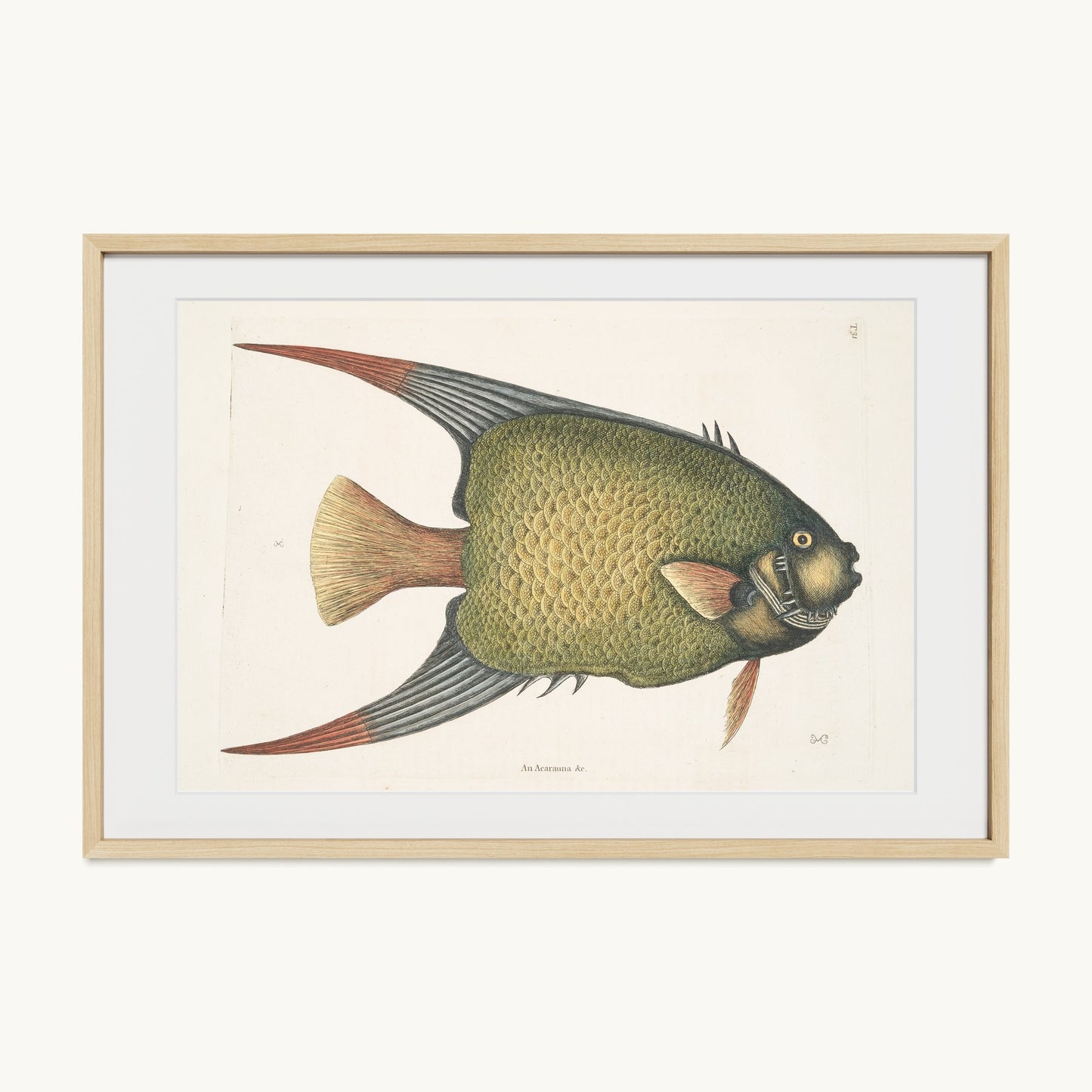 An Acarauna