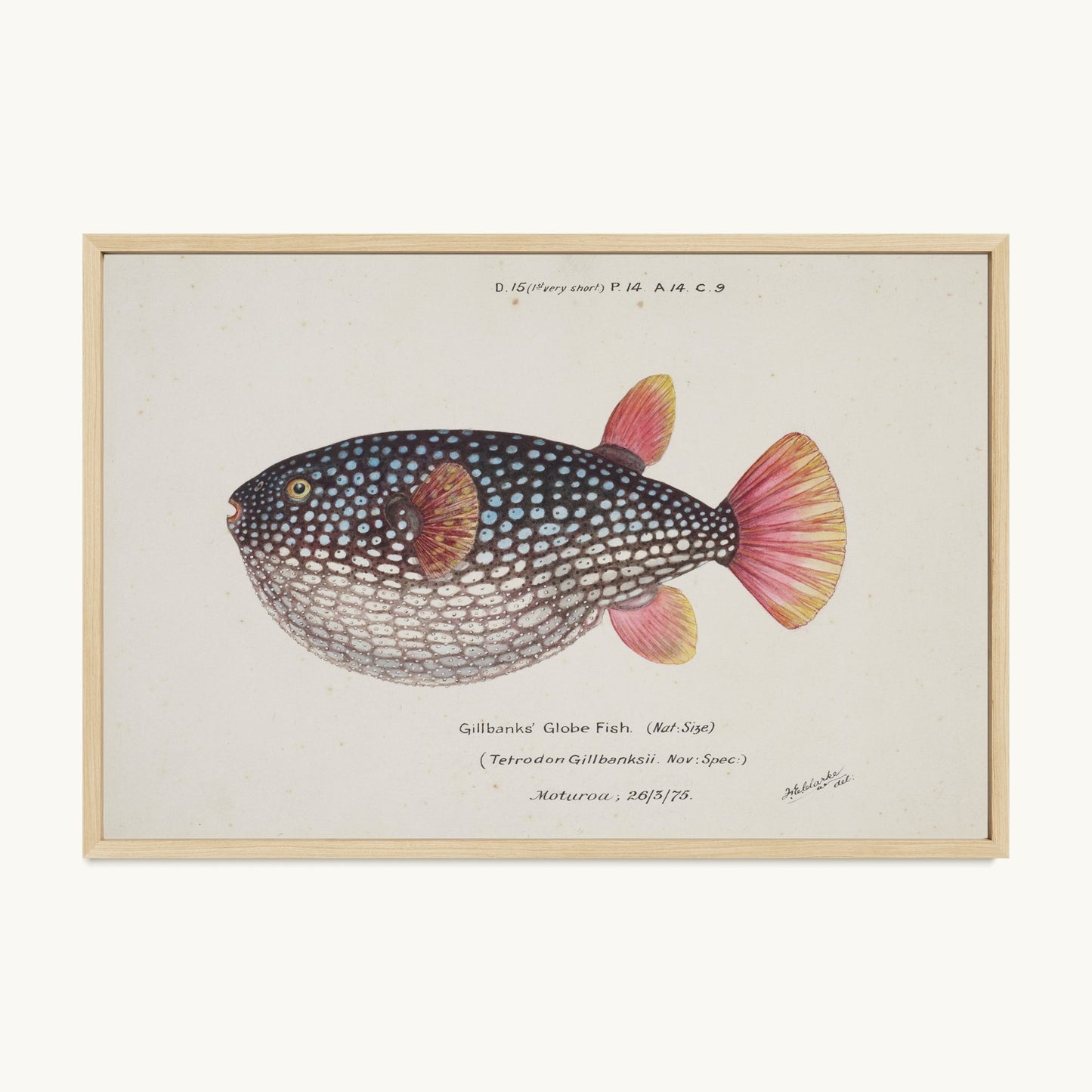 Arothron gillbanksii (Gillbanks' Globe Fish)