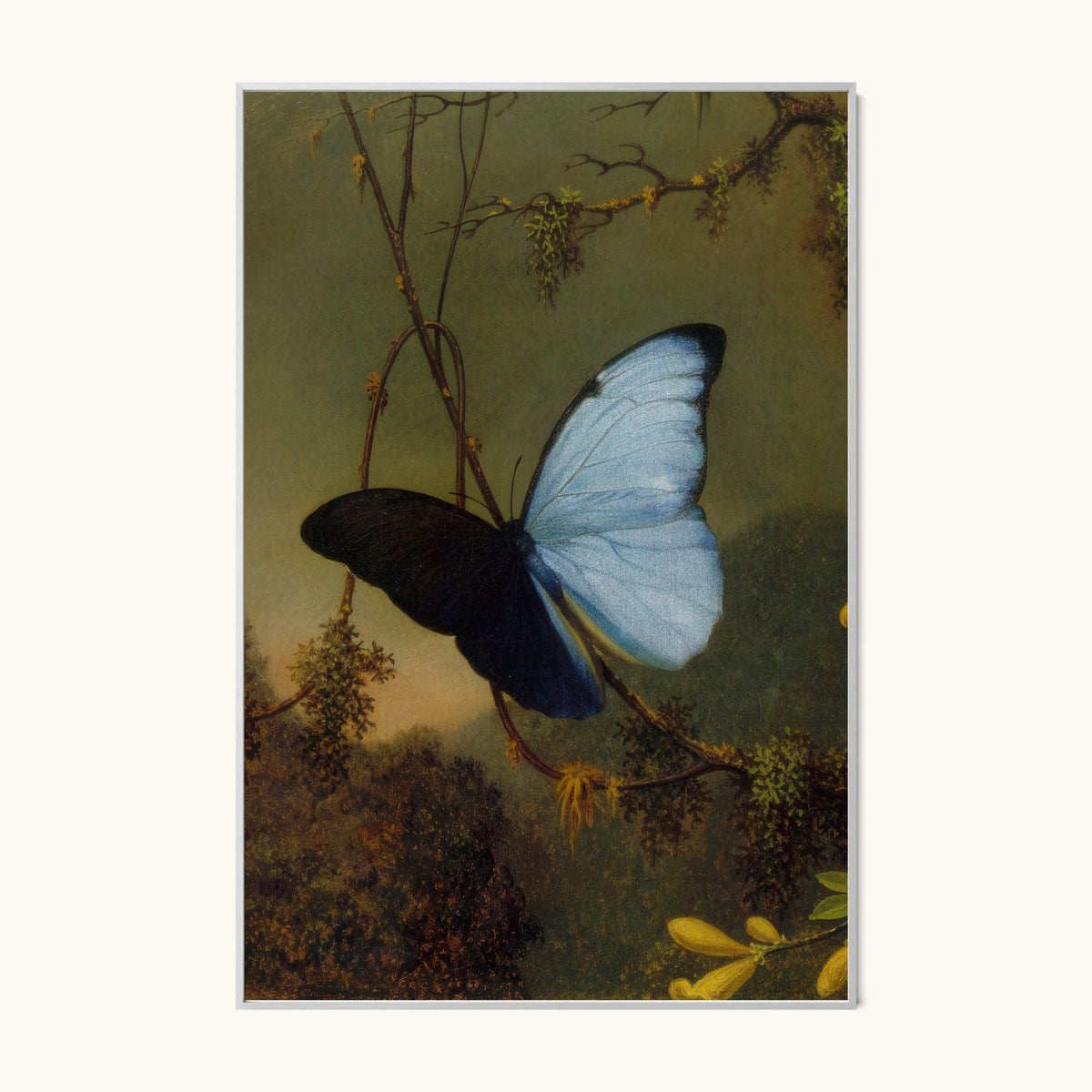 Blue Morpho Butterfly