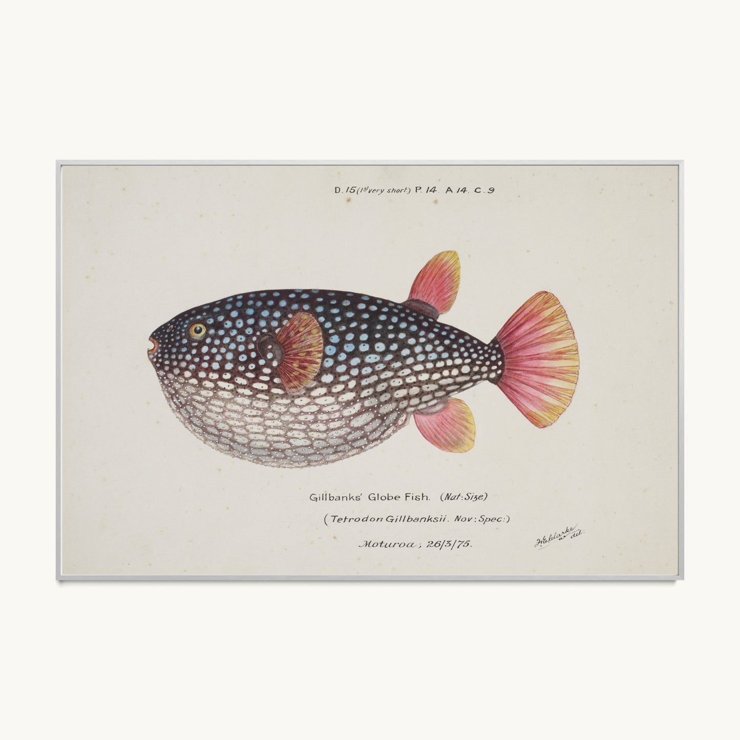 Arothron gillbanksii (Gillbanks' Globe Fish)